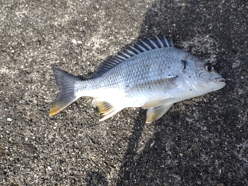 キビレの釣果