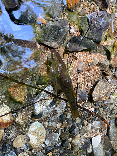 アブラハヤの釣果