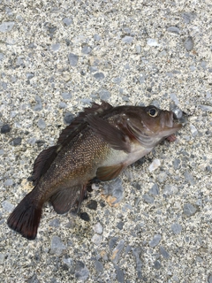 エゾメバルの釣果