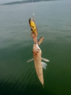 エソの釣果