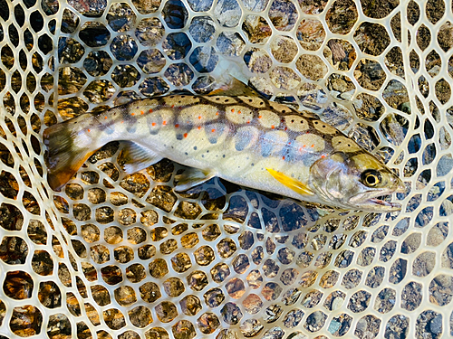 アマゴの釣果