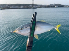 ツバスの釣果