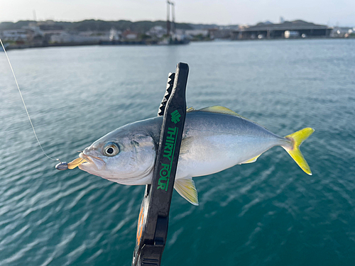 ツバスの釣果