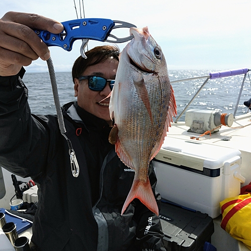 ハナダイの釣果