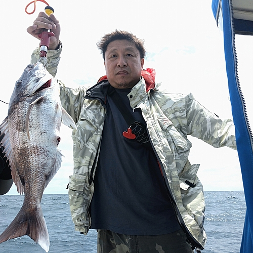 マダイの釣果