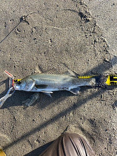 スズキの釣果