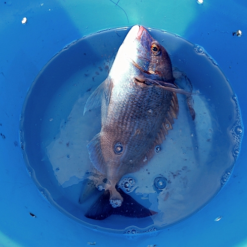 ハナダイの釣果