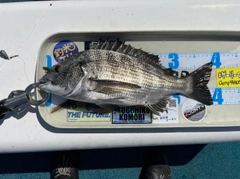 クロダイの釣果