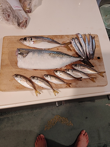 アジの釣果