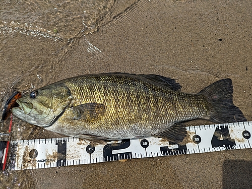 スモールマウスバスの釣果