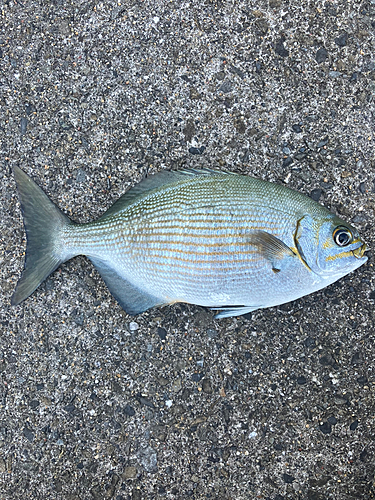 イスズミの釣果