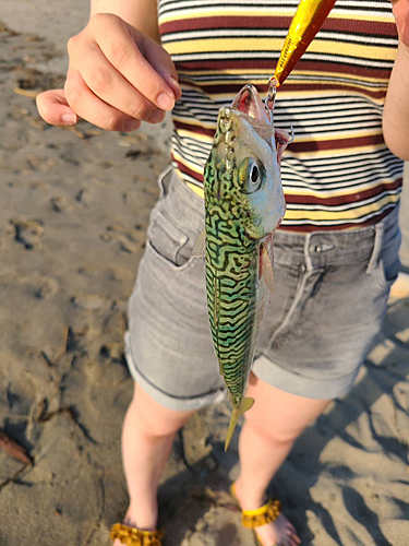 サバの釣果