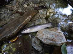 タカハヤの釣果