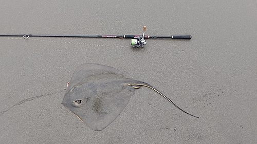 アカエイの釣果