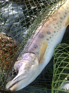 ヤマメの釣果