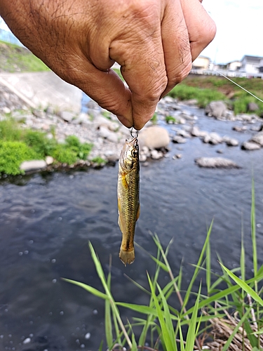 アブラハヤの釣果