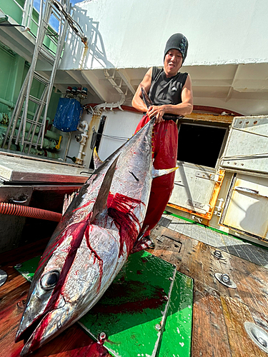 メバチマグロの釣果