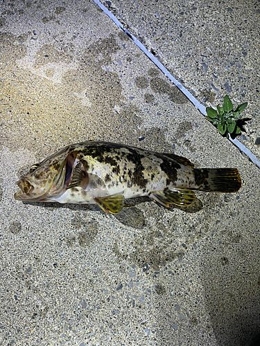 タケノコメバルの釣果