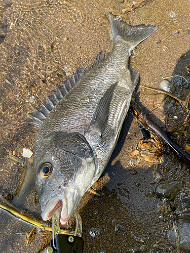 チヌの釣果