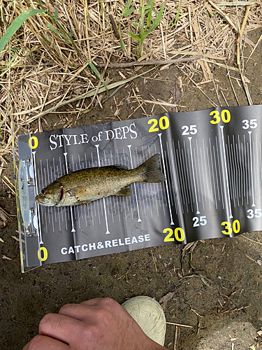 スモールマウスバスの釣果