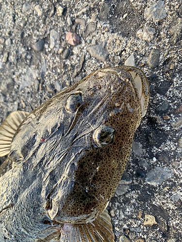 マゴチの釣果