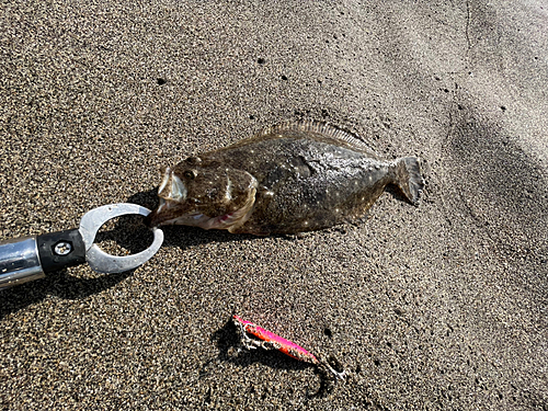 ソゲの釣果