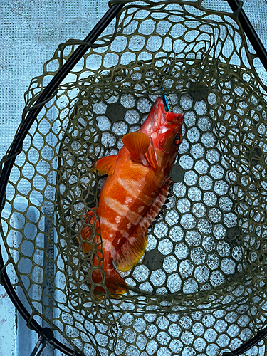 アカハタの釣果