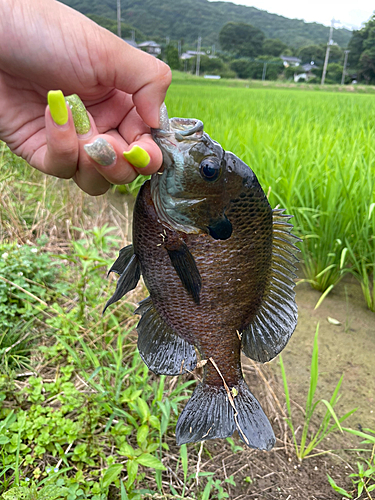 ブルーギルの釣果