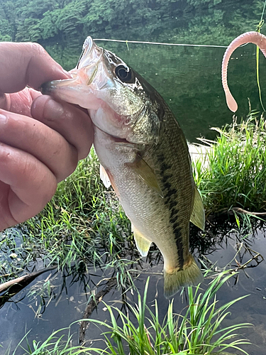 ラージマウスバスの釣果