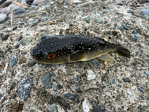 クサフグの釣果