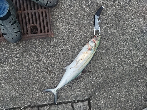 サゴシの釣果