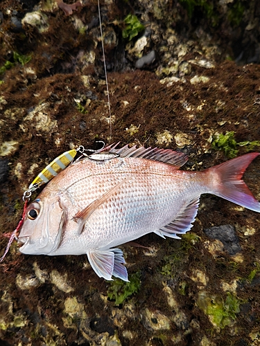 タイの釣果