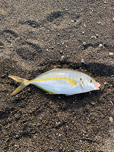 シマアジの釣果