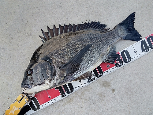 チヌの釣果