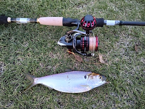 コノシロの釣果