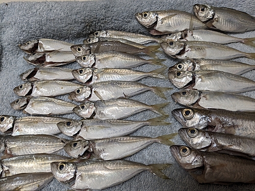 アジの釣果