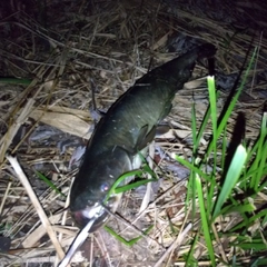 マナマズの釣果