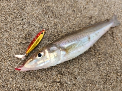 シロギスの釣果