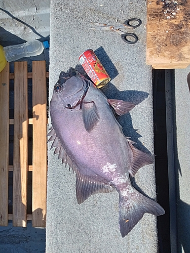 イシダイの釣果