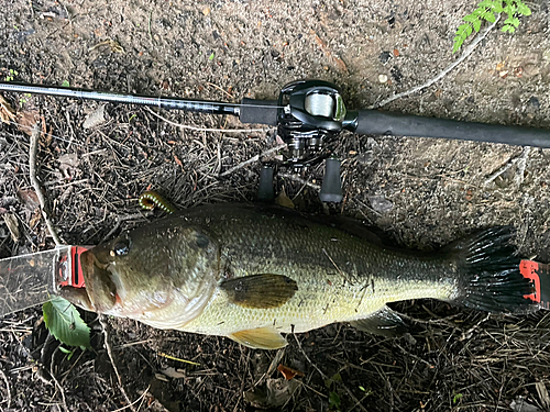 ブラックバスの釣果