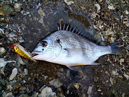 キビレの釣果