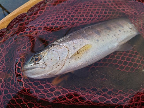 ヤマメの釣果