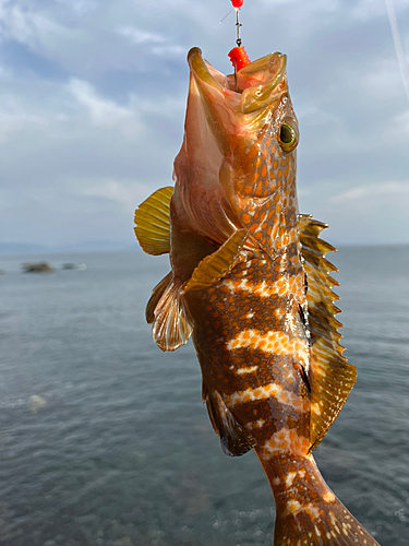 キジハタの釣果