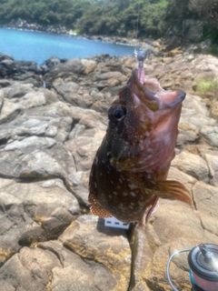 アラカブの釣果