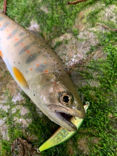 アマゴの釣果