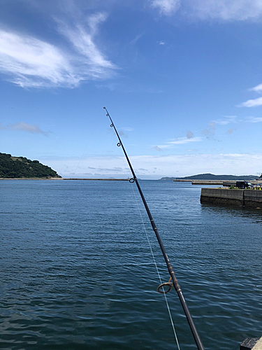 アイナメの釣果