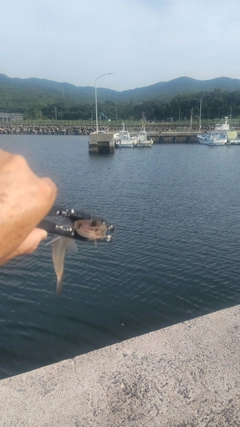 エソの釣果