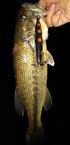 ブラックバスの釣果