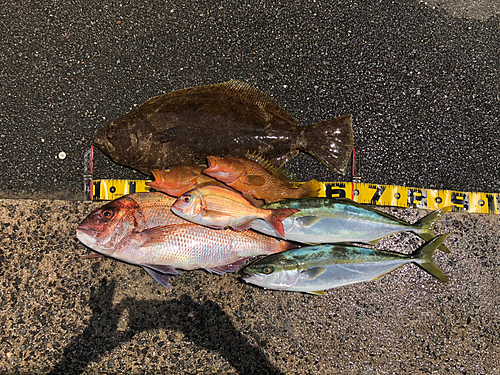 ヒラメの釣果