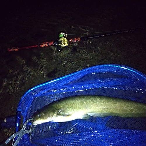 マナマズの釣果